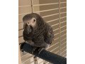 congo-african-gray-small-0