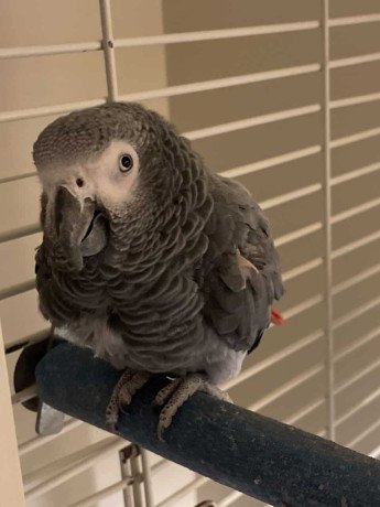 congo-african-gray-big-0