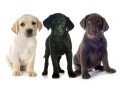 labrador-retriever-puppies-small-0