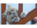 silver-tabby-persian-cat-small-0