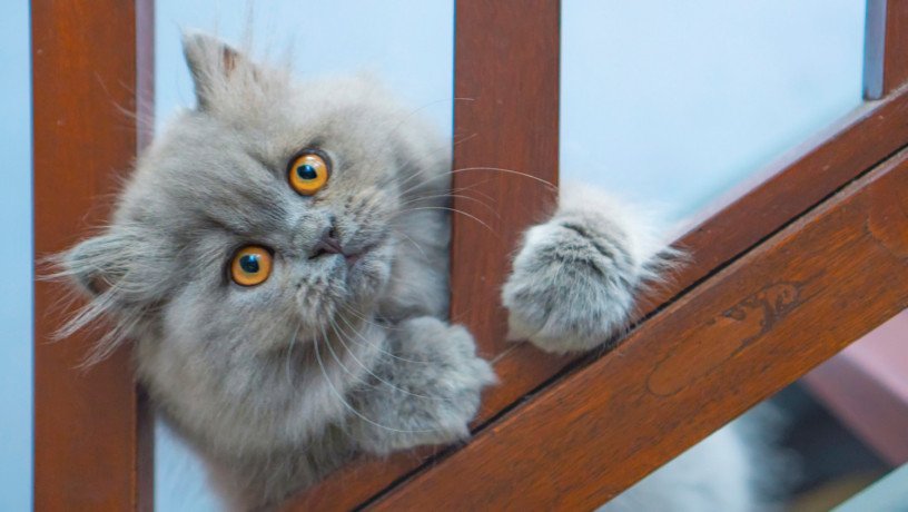 silver-tabby-persian-cat-big-0