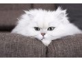 persian-cat-for-crossing-small-0